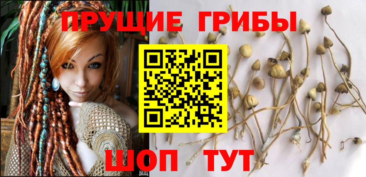 Псилоцибиновые грибы ЛСД Тамбов